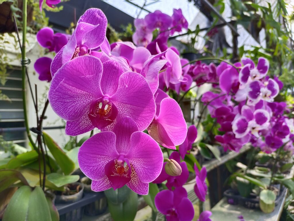 World of Phalaenopsis Ulu Yam